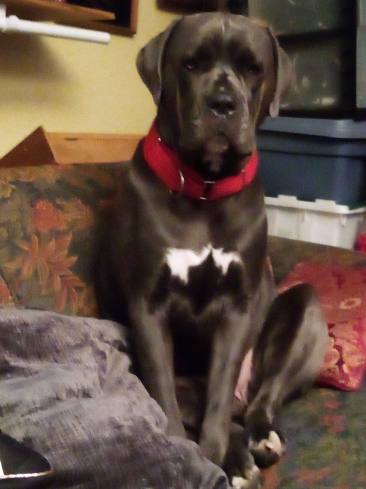 Cane Corso with red collar sitting confidently