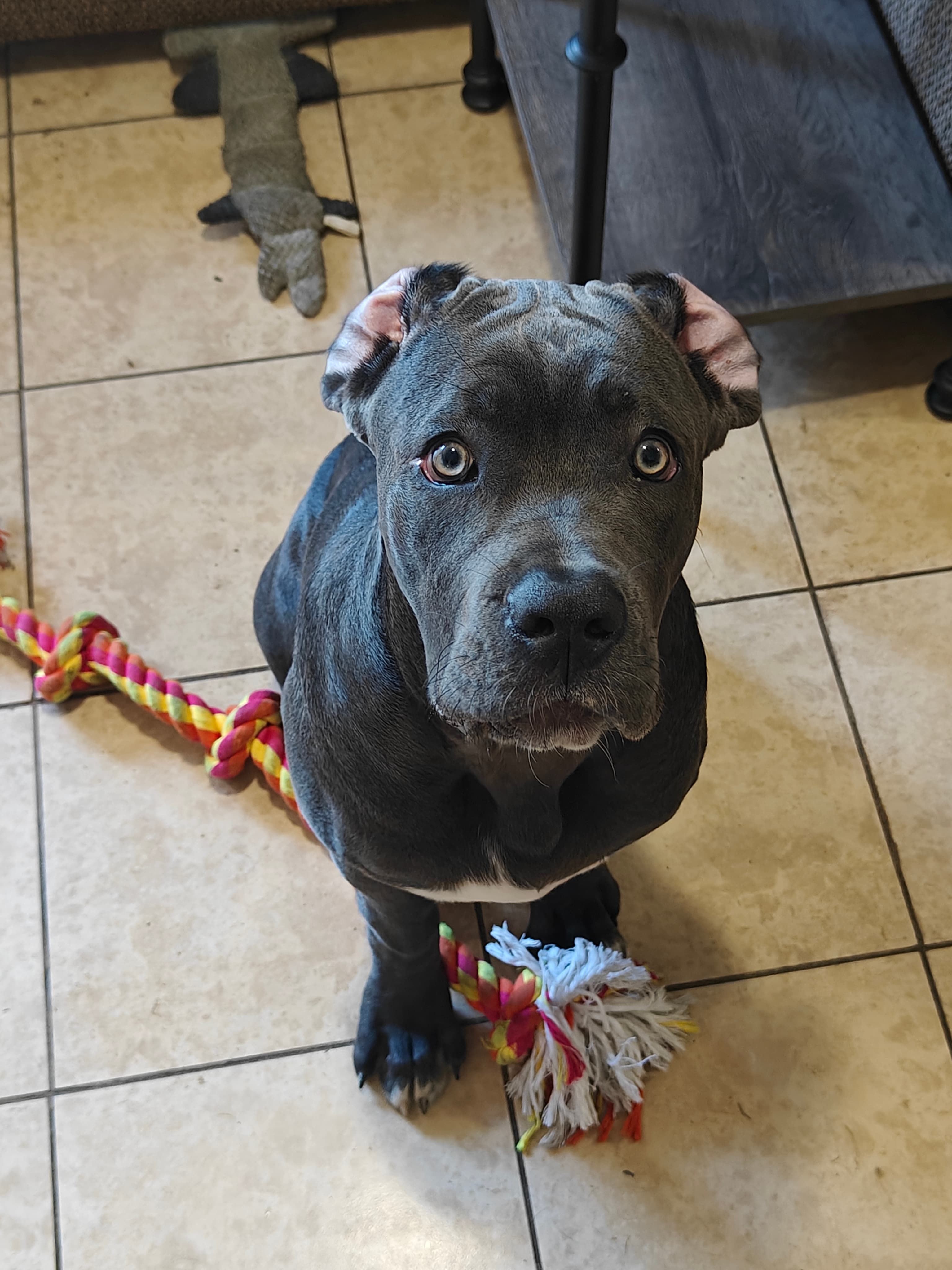 Young Cane Corso puppy during behavioral training session