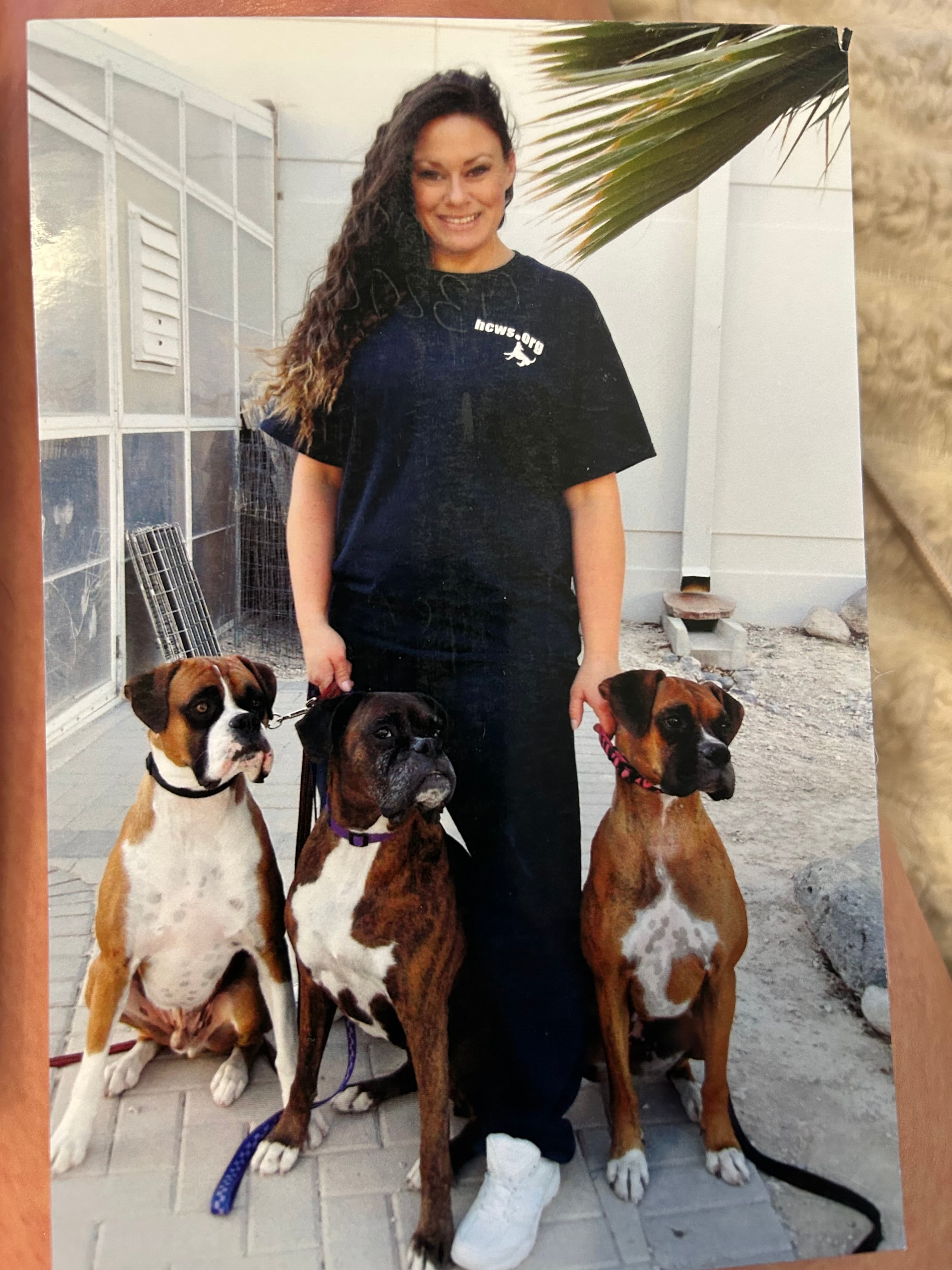 Stephanie training three Boxer dogs during a behavioral session