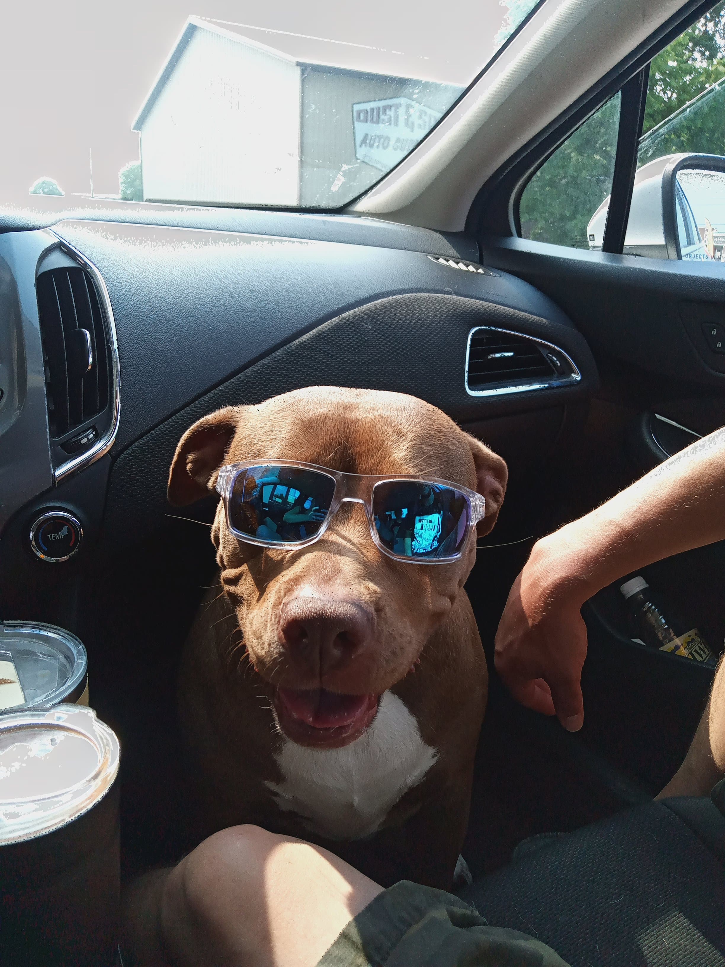 Confident pit bull with sunglasses — living its best life