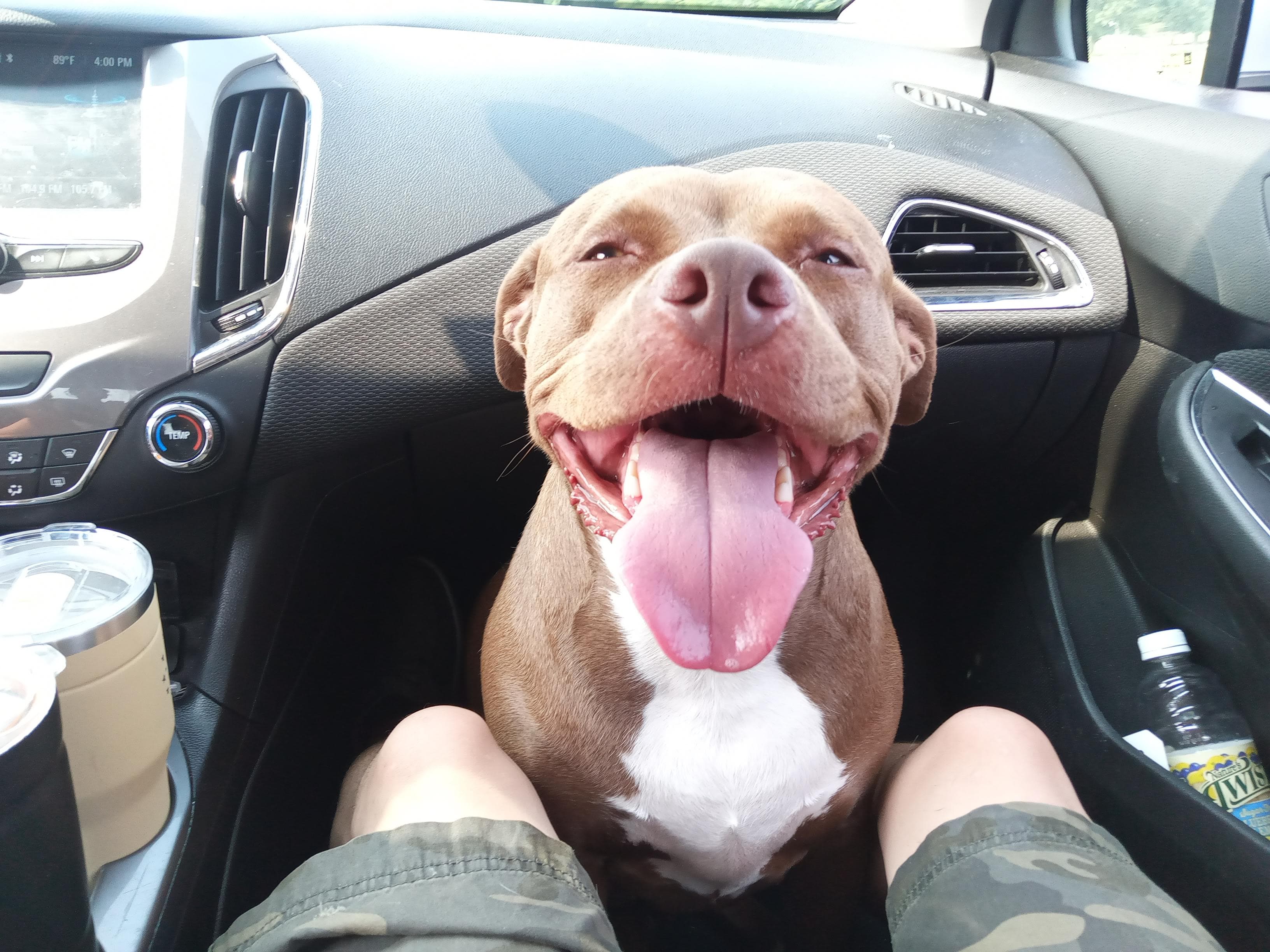 Happy, smiling pit bull — a rehabilitated dog