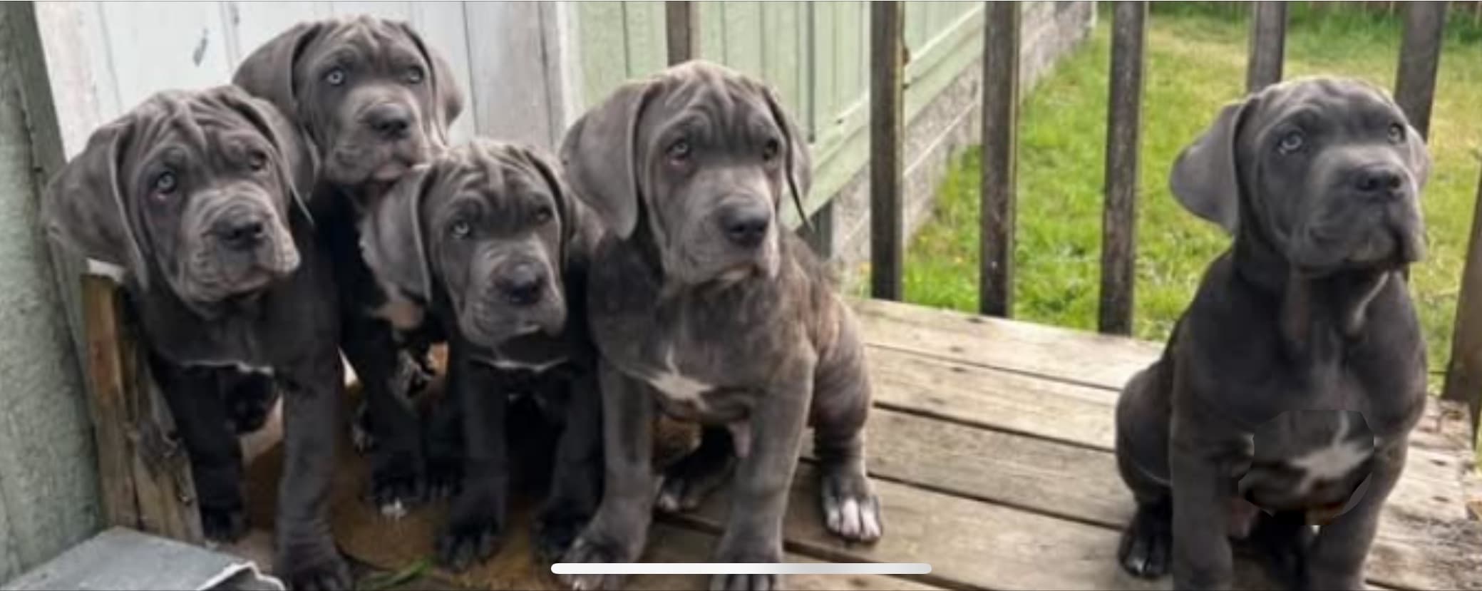 Neapolitan Mastiff puppies — Good Dogz Rule