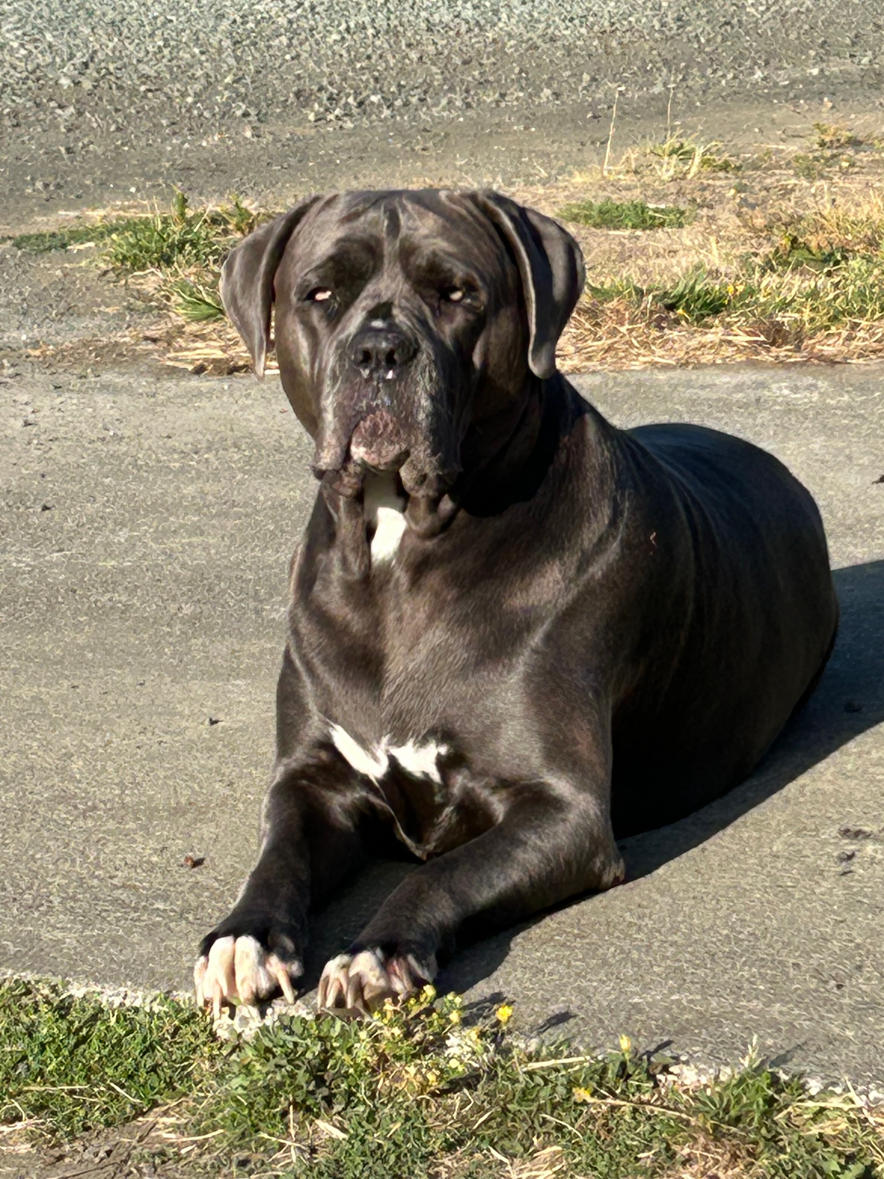 Large Cane Corso demonstrating K9 Good Citizen behavior