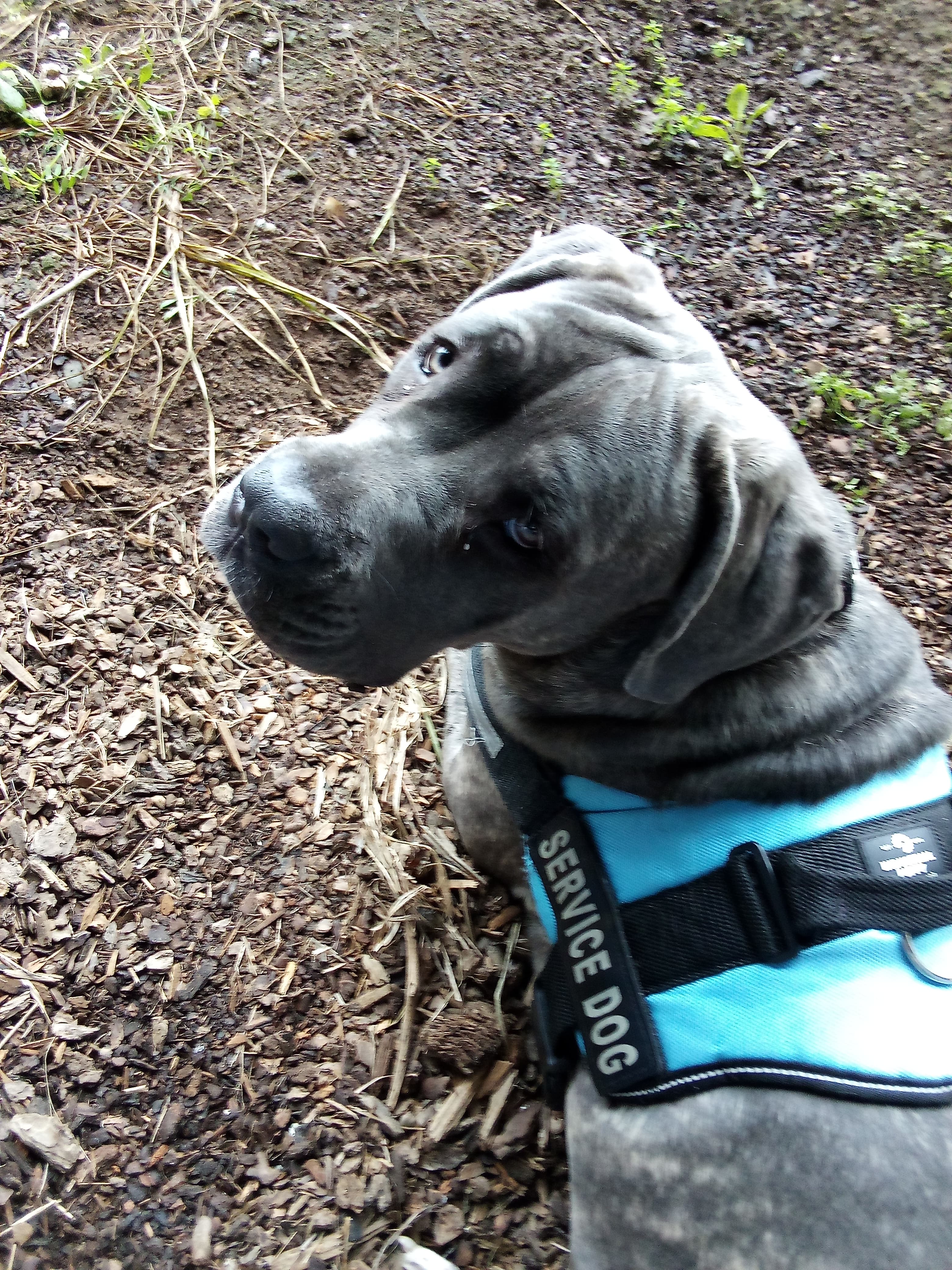 Cane Corso wearing a blue service dog vest